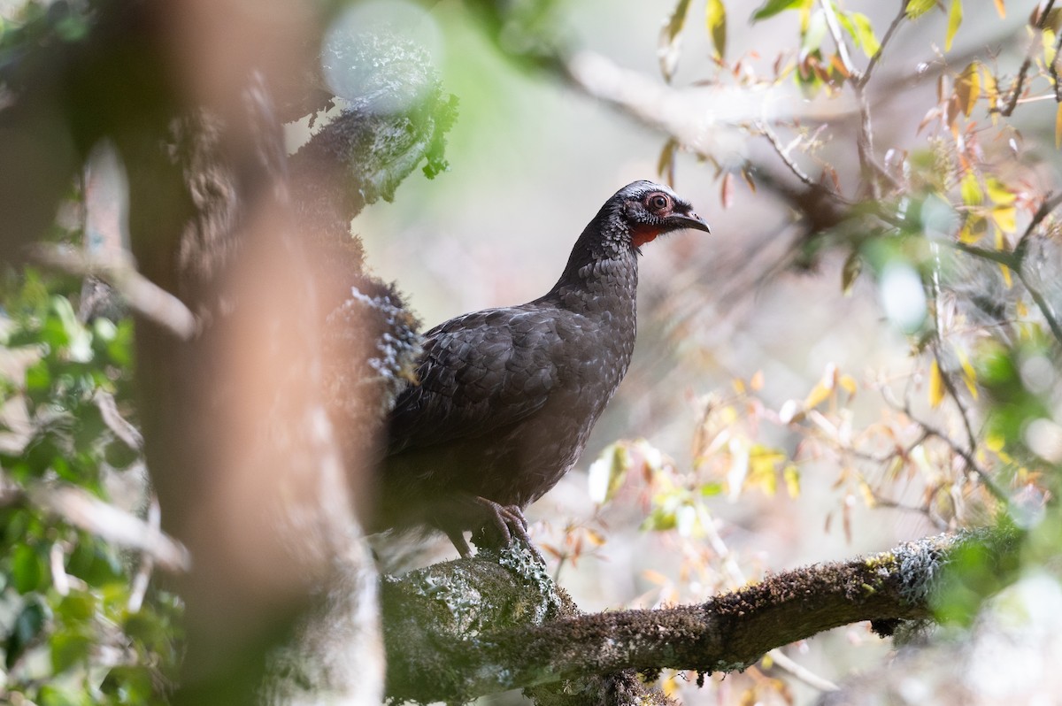 Red-faced Guan - ML510883651