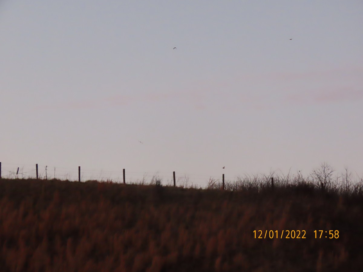 Short-eared Owl - Joan Mashburn