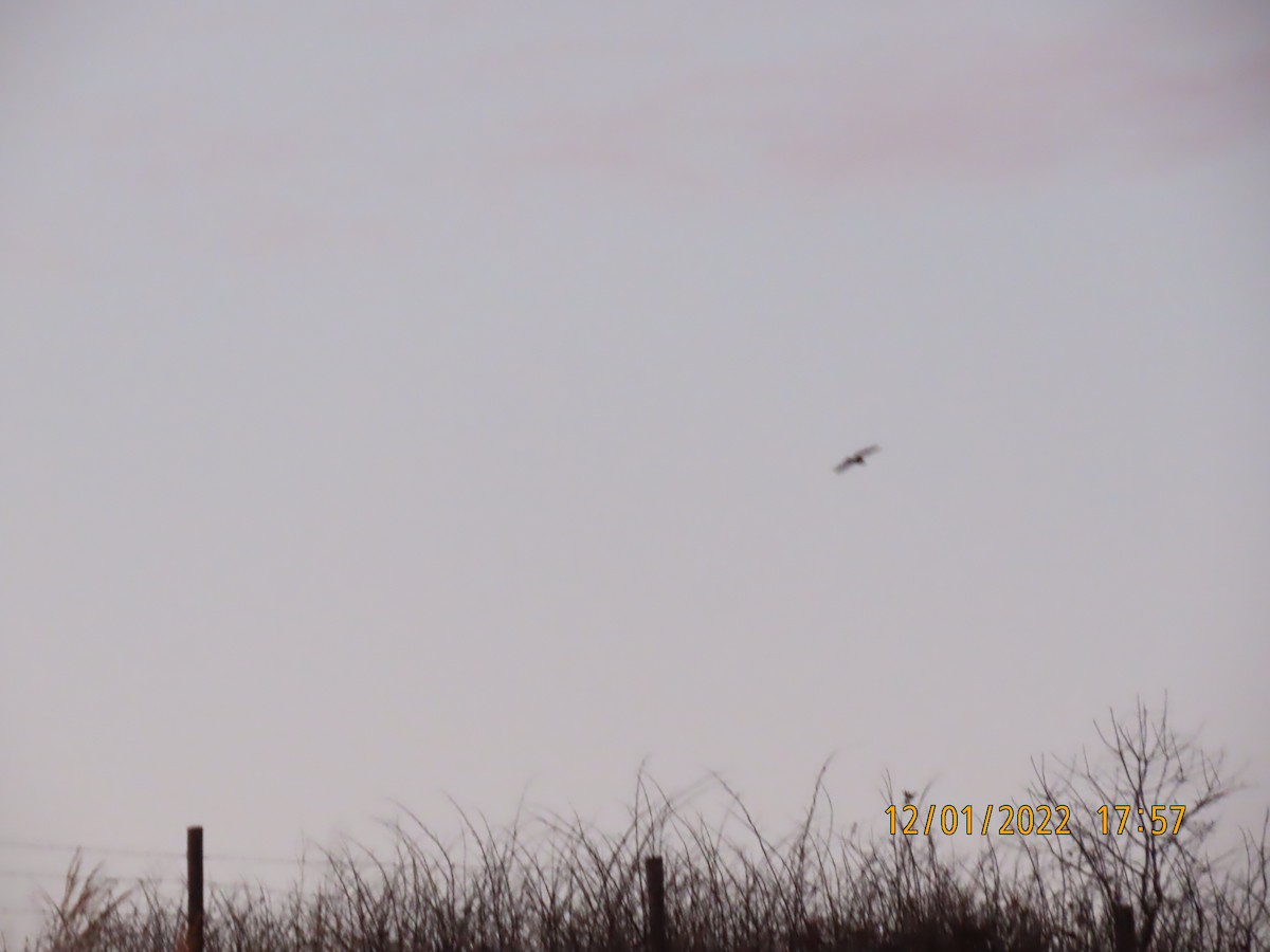 Short-eared Owl - ML510884071