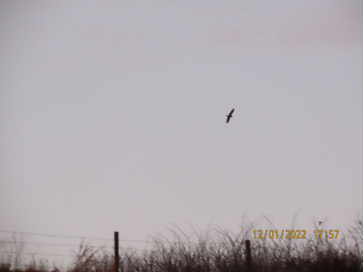 Short-eared Owl - Joan Mashburn