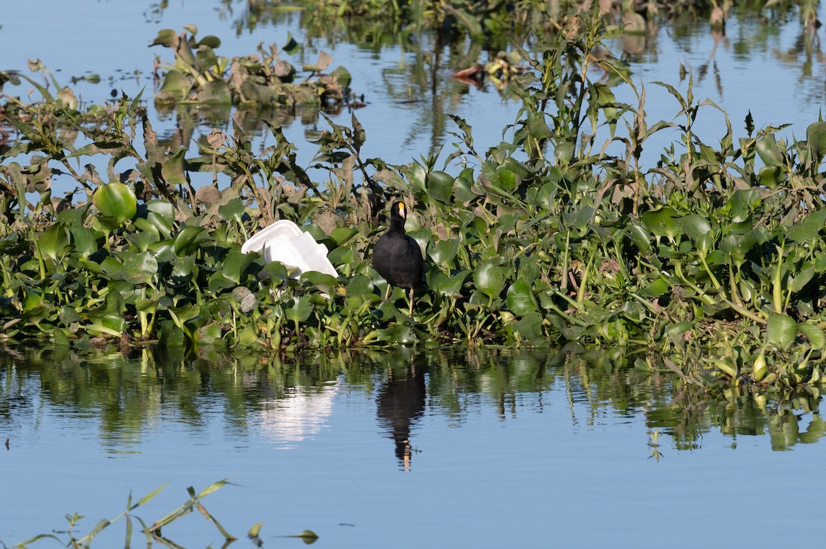 Foulque leucoptère - ML510885221