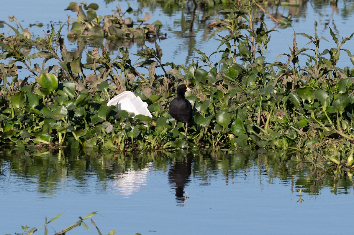 Foulque leucoptère - ML510885231