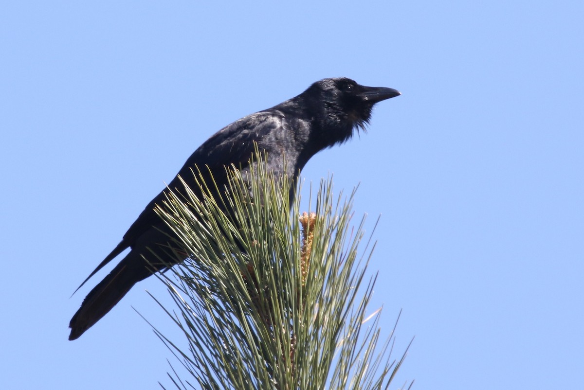 Fish Crow - ML51088531