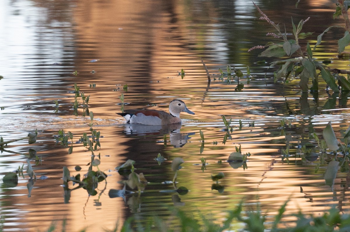 Ringed Teal - John C. Mittermeier