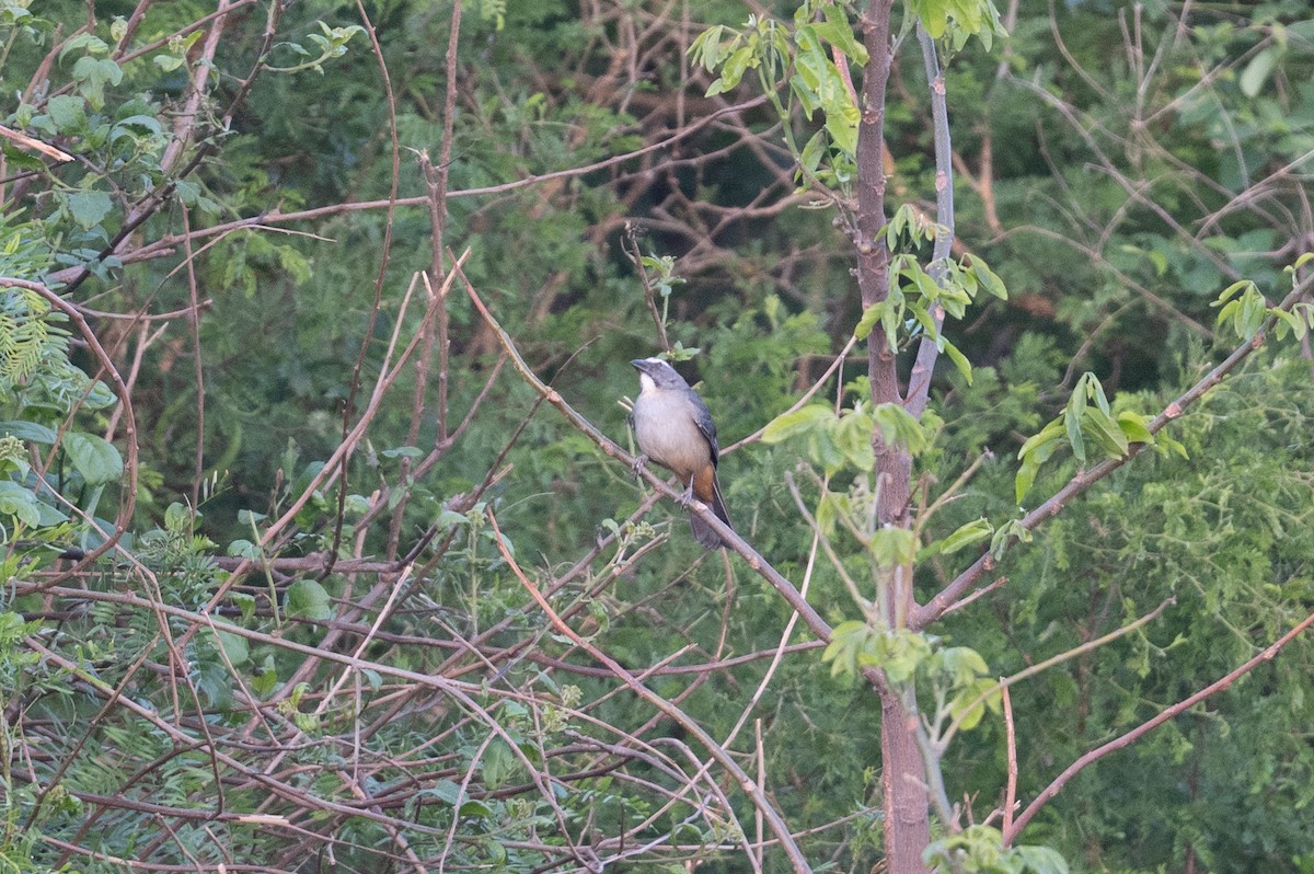 Bluish-gray Saltator - John C. Mittermeier