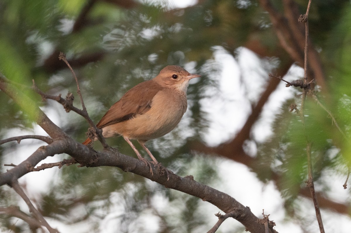 Rufous Hornero - ML510885541