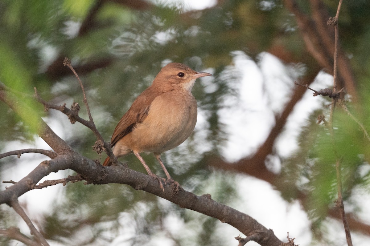 Rufous Hornero - ML510885551