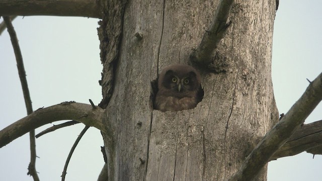 Boreal Owl - ML510885991