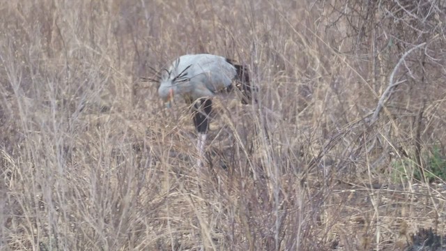 Secretarybird - ML510886321