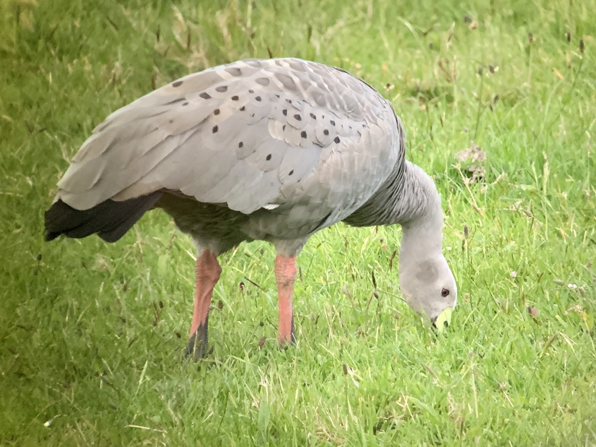 Cape Barren Goose - Casper (Philip) Leygraaf