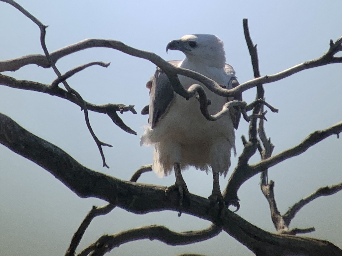 White-bellied Sea-Eagle - ML510886691