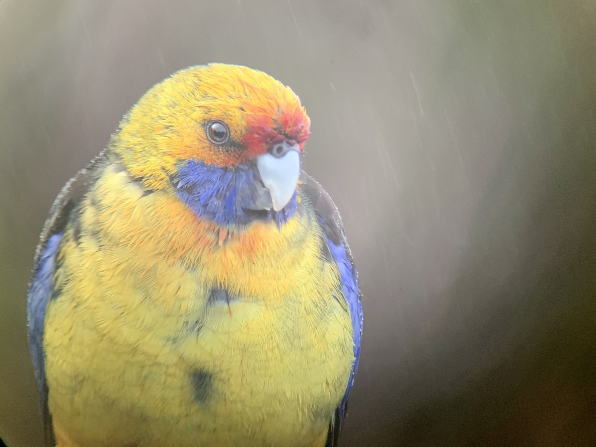 アカビタイキクサインコ - ML510887651