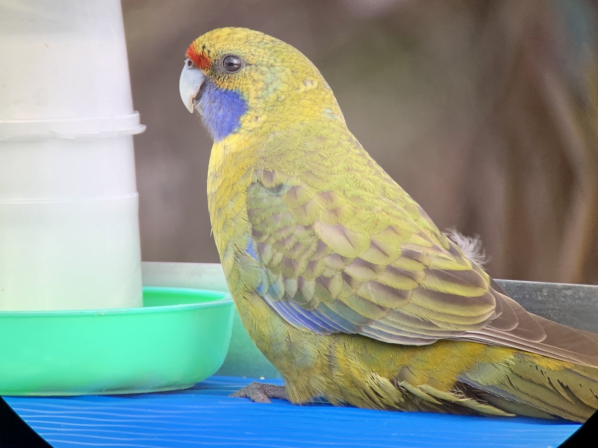 アカビタイキクサインコ - ML510887671