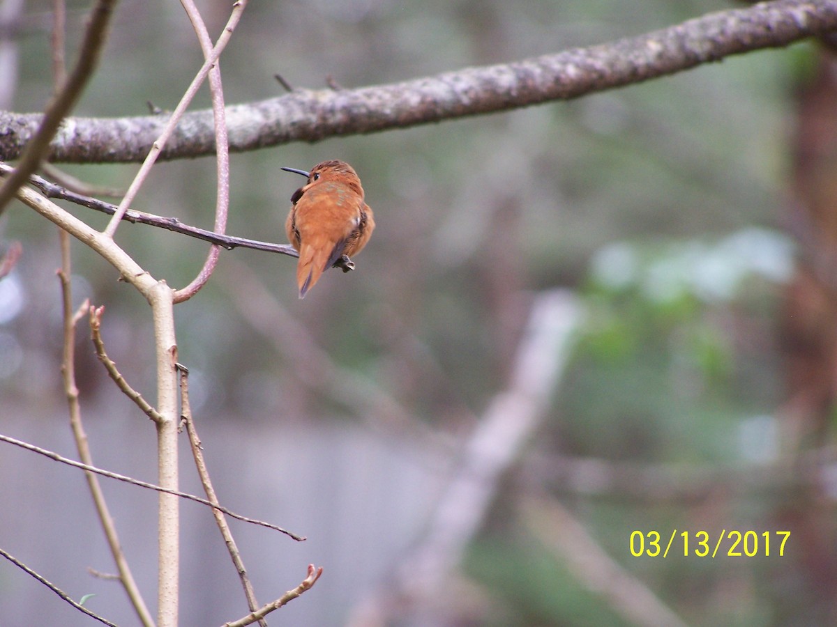 Rufous Hummingbird - ML51088841