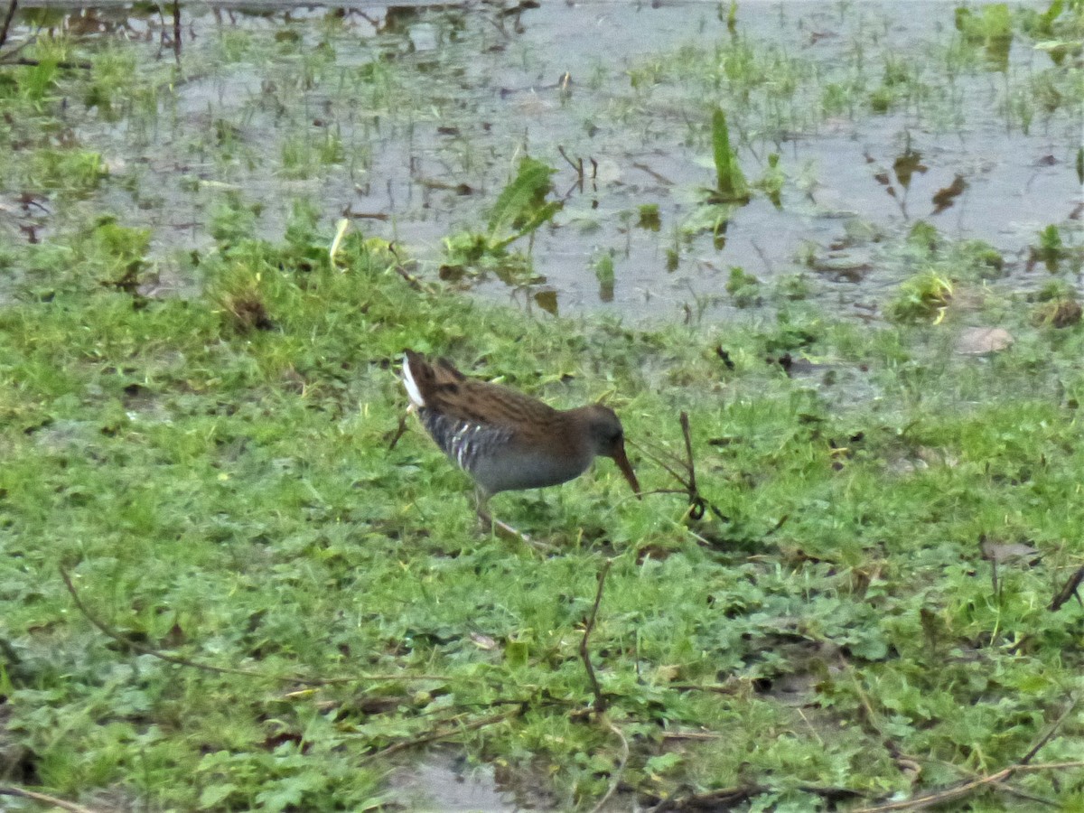 Water Rail - ML510890541
