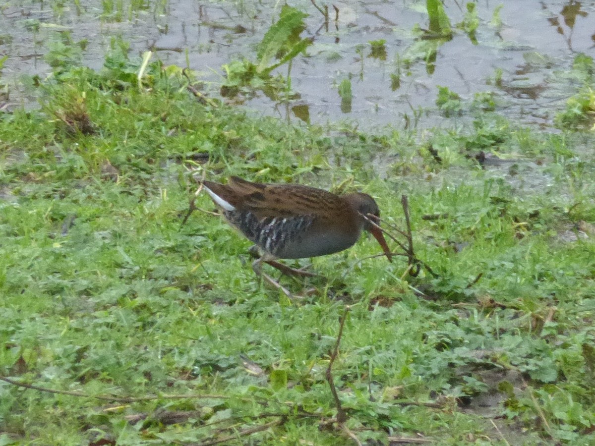 Water Rail - ML510890561