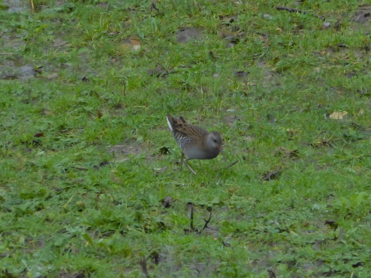 Water Rail - ML510890571