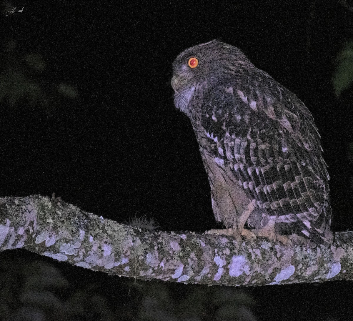 Brown Fish-Owl - ML510890581