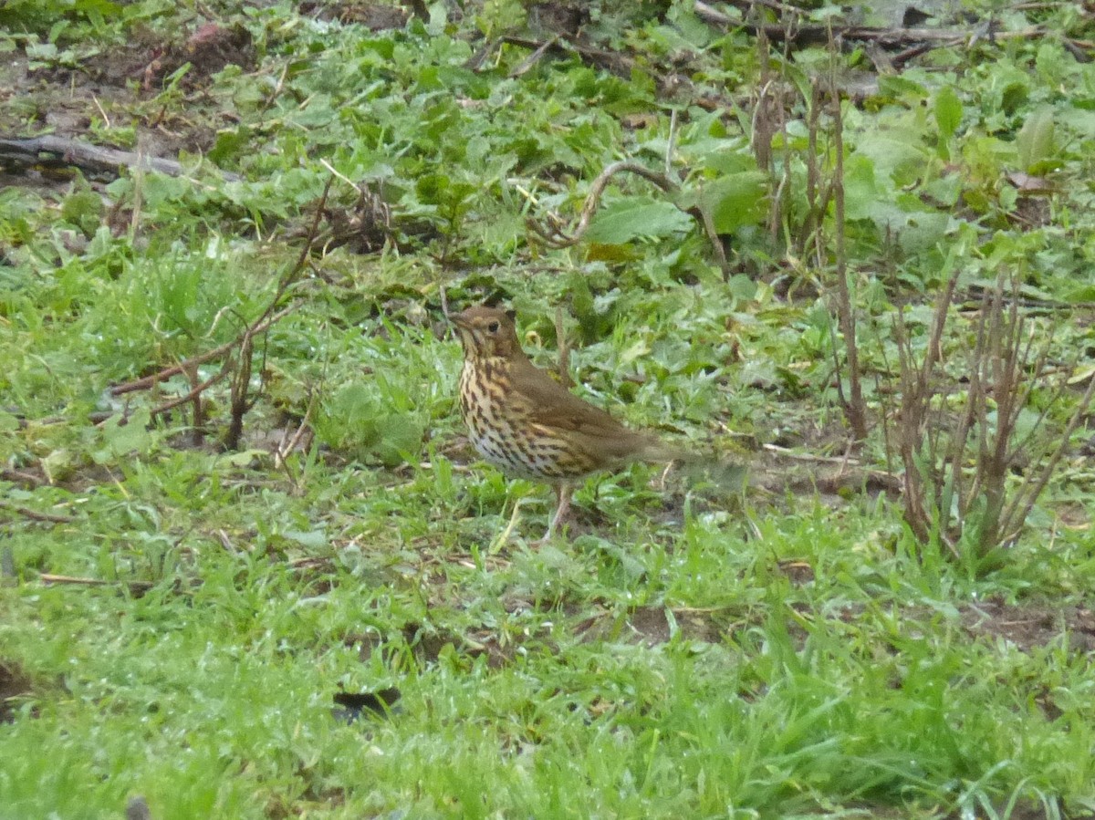 Song Thrush - ML510890701