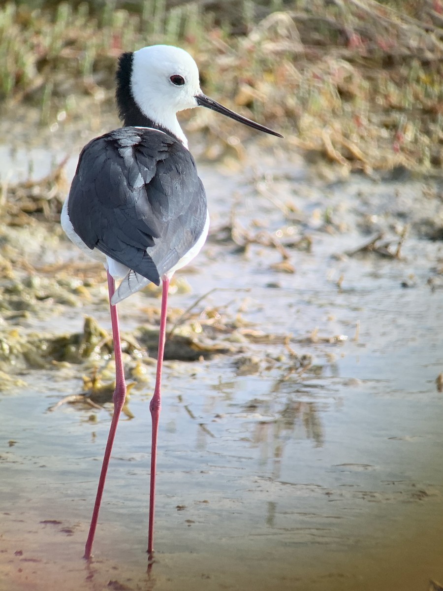 Pied Stilt - ML510891241