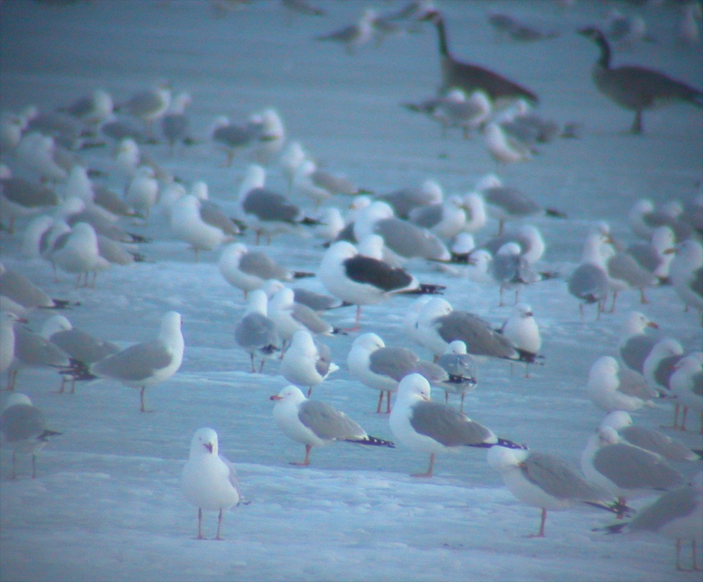 Western Gull - ML51089271