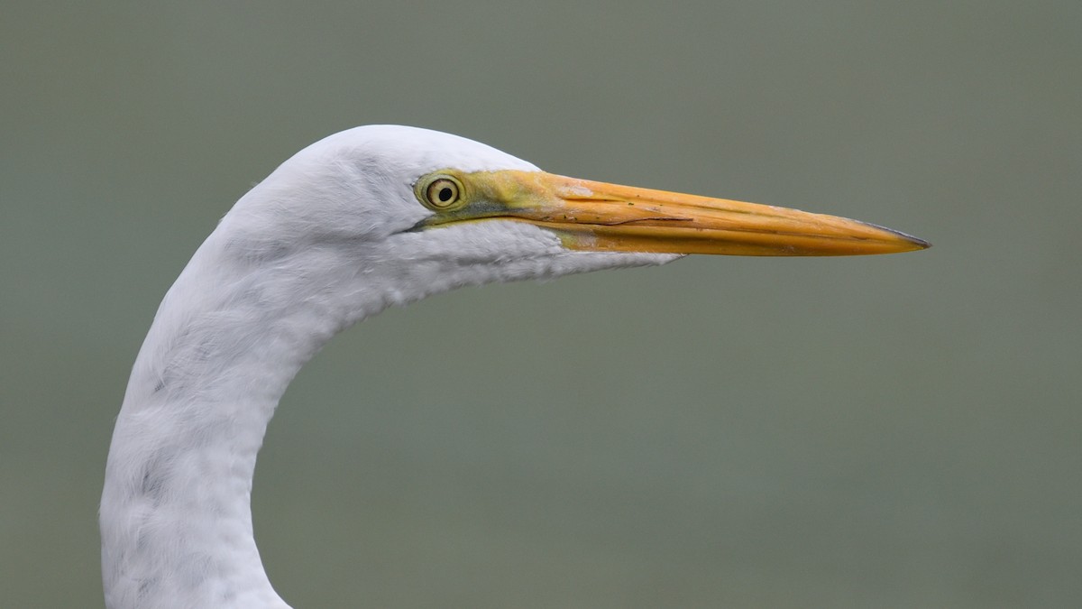 Great Egret - Shane Carroll