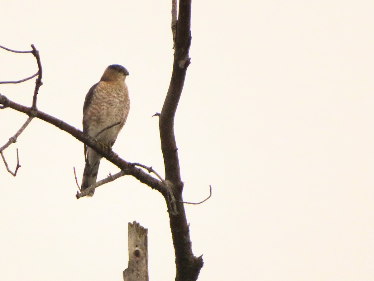 Cooper's Hawk - ML510893741