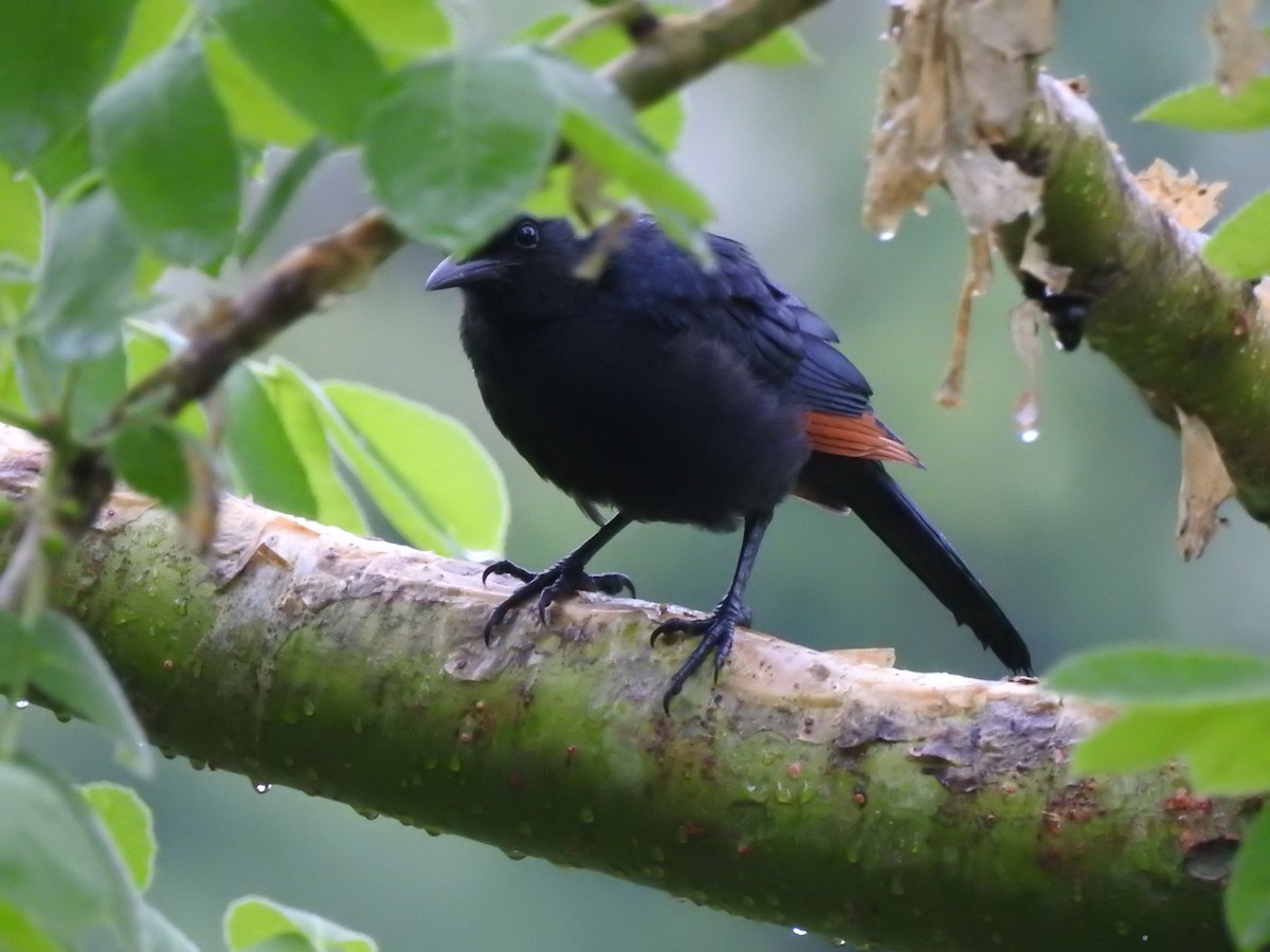 Red-winged Starling - ML510893811