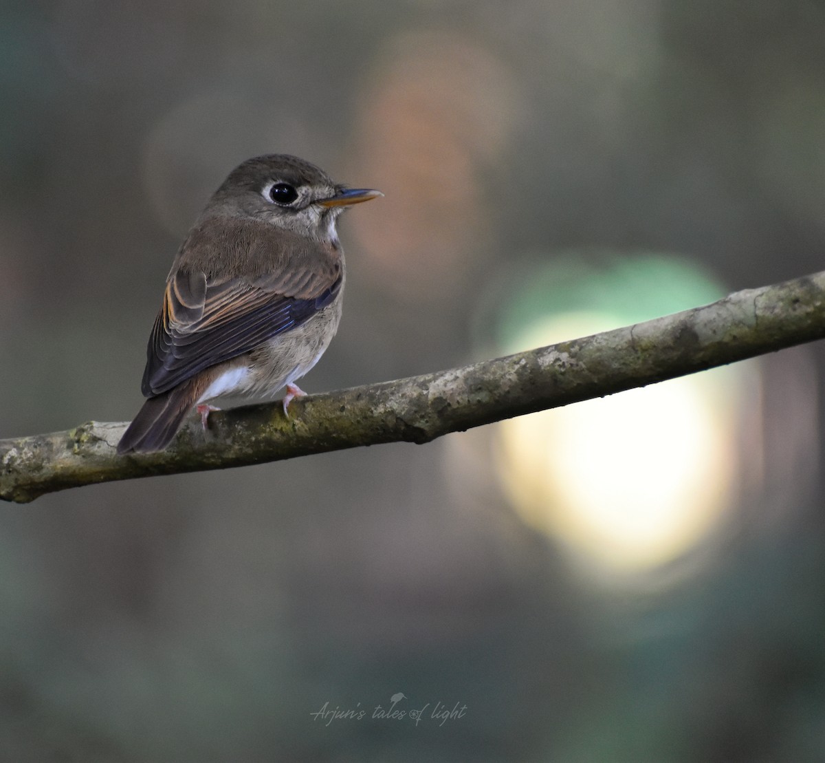 Brown-breasted Flycatcher - Arjun Suresh