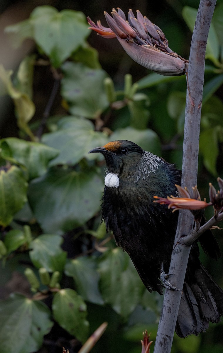 Tui - ML510894051
