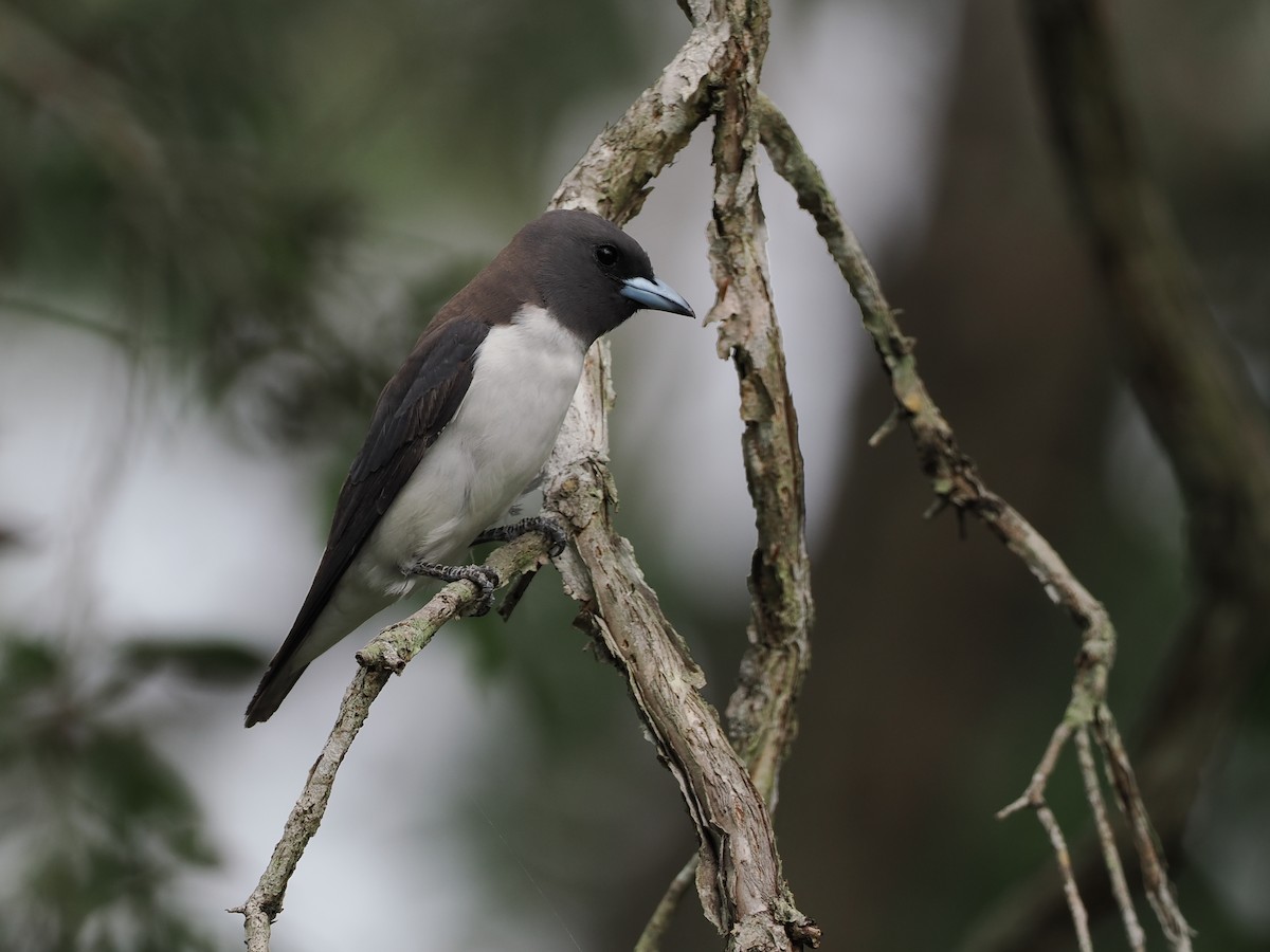 White-breasted Woodswallow - ML510894091