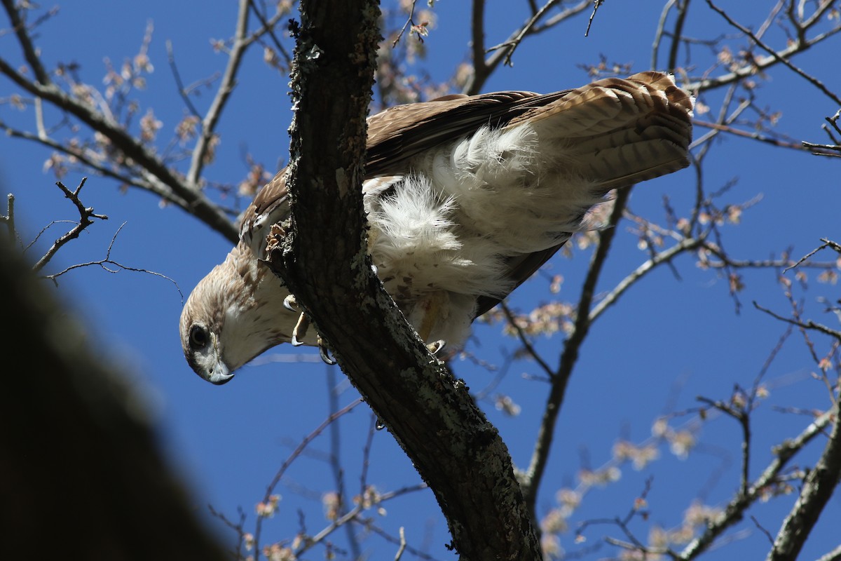 Red-tailed Hawk - ML51089411