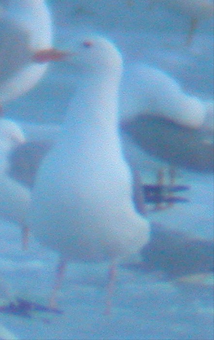 Western Gull - ML51089481