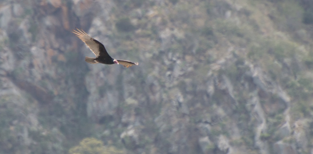 Turkey Vulture - ML510894831