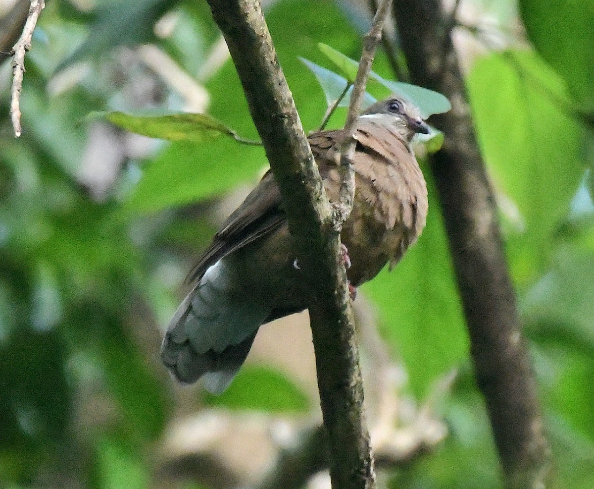 Белоухая горлица (brevirostris/occipitalis) - ML510895111