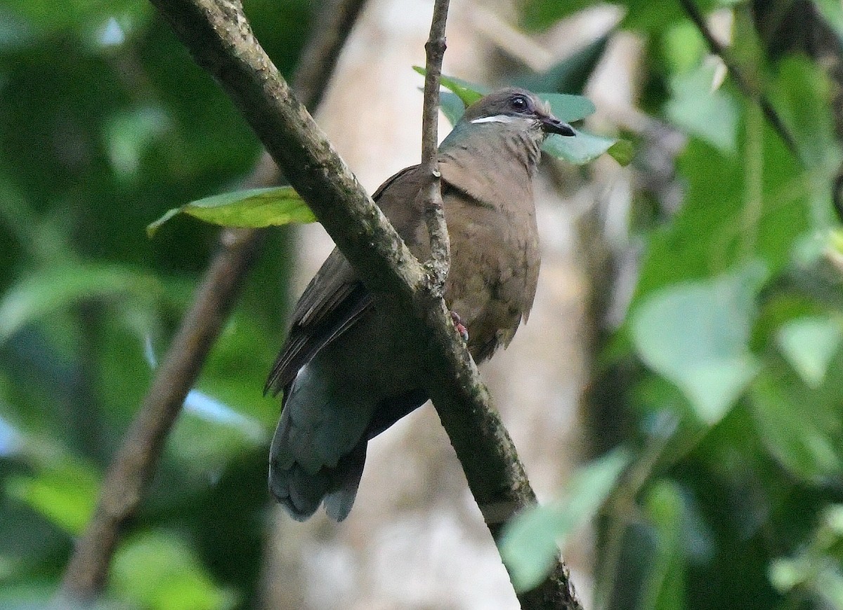 Белоухая горлица (brevirostris/occipitalis) - ML510895131