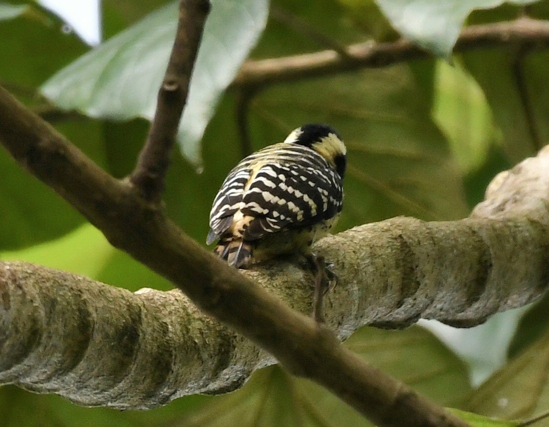 Philippine Pygmy Woodpecker - ML510895211