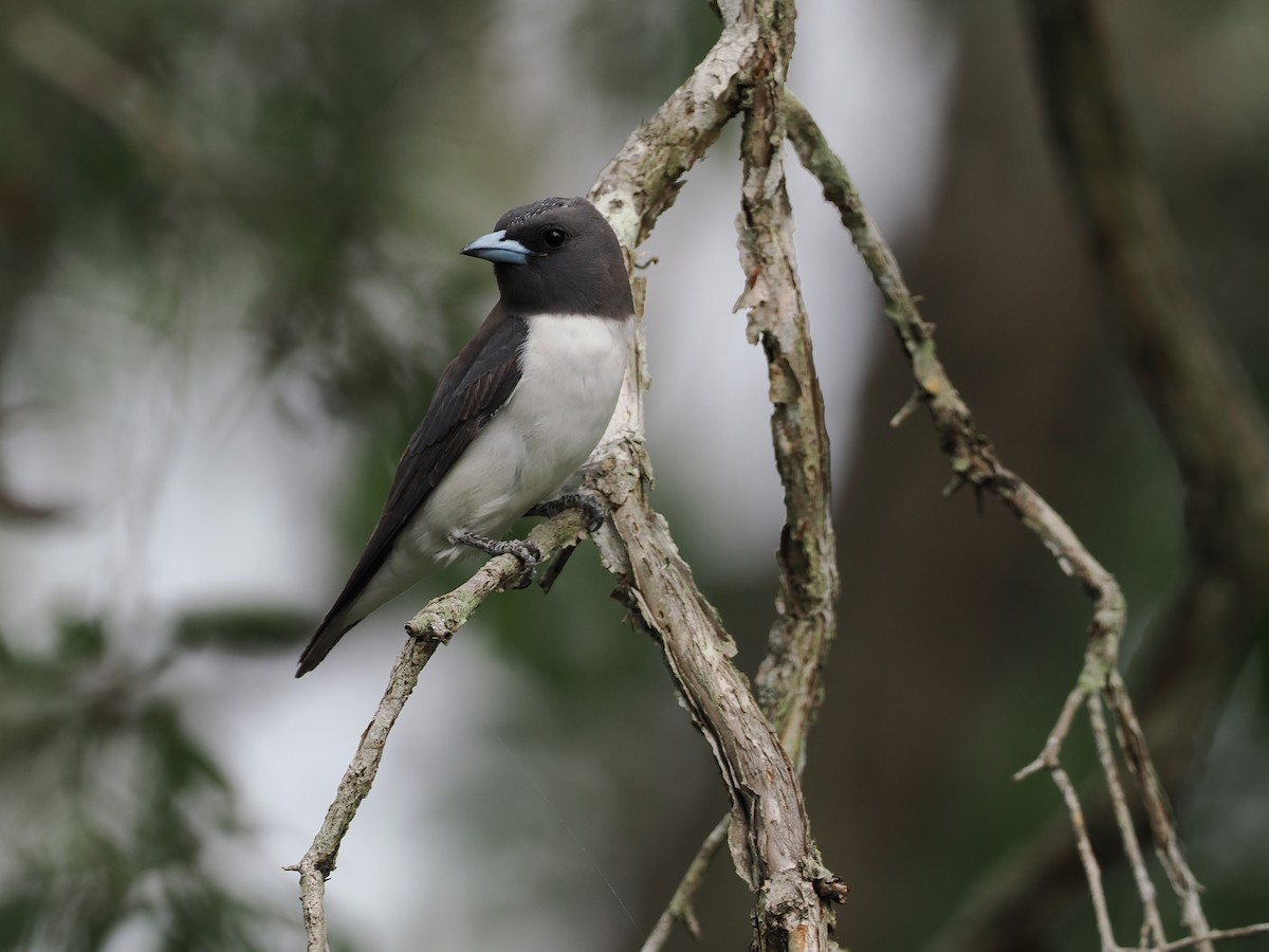White-breasted Woodswallow - ML510895271