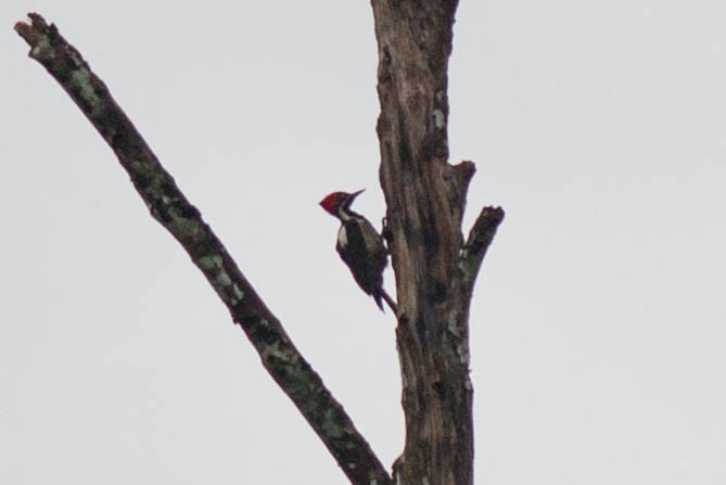 Lineated Woodpecker - ML51089631