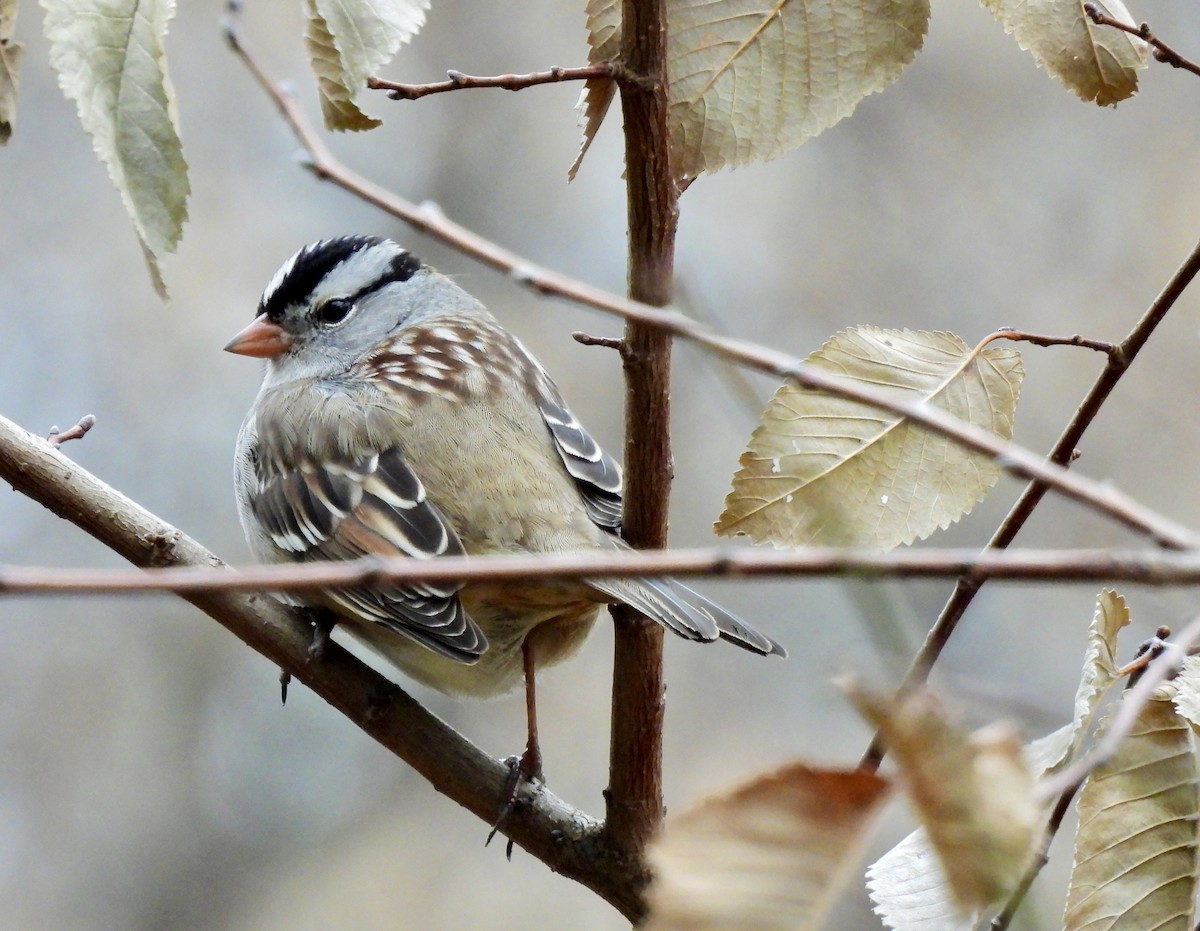 White-crowned Sparrow (Gambel's) - Wendy Harte