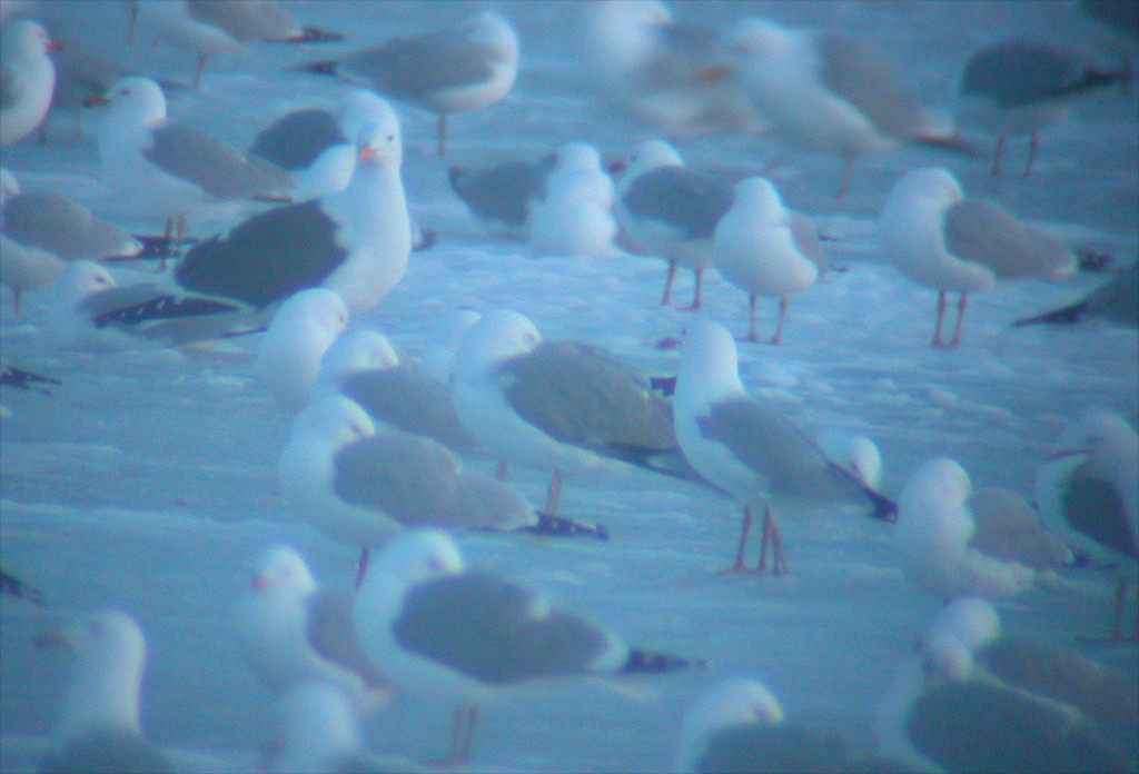 Western Gull - ML51089691