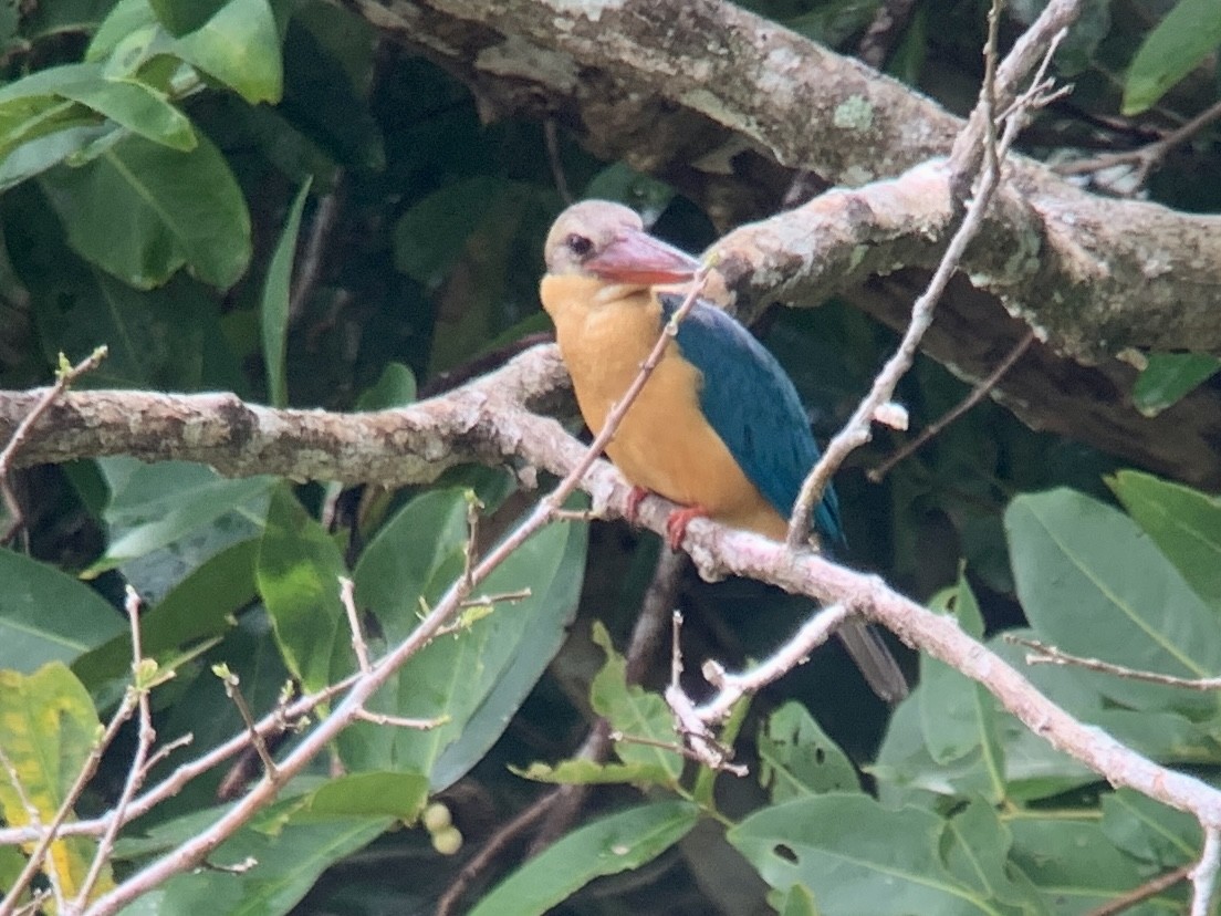 Stork-billed Kingfisher - ML510897091