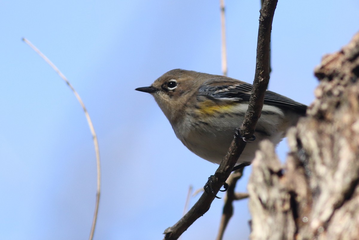 Yellow-rumped Warbler (Myrtle) - ML51089751