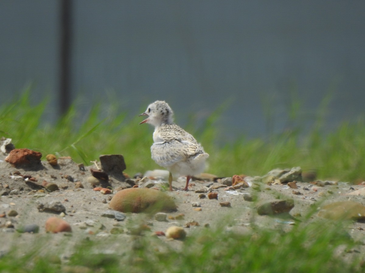 Little Tern - ML510897631