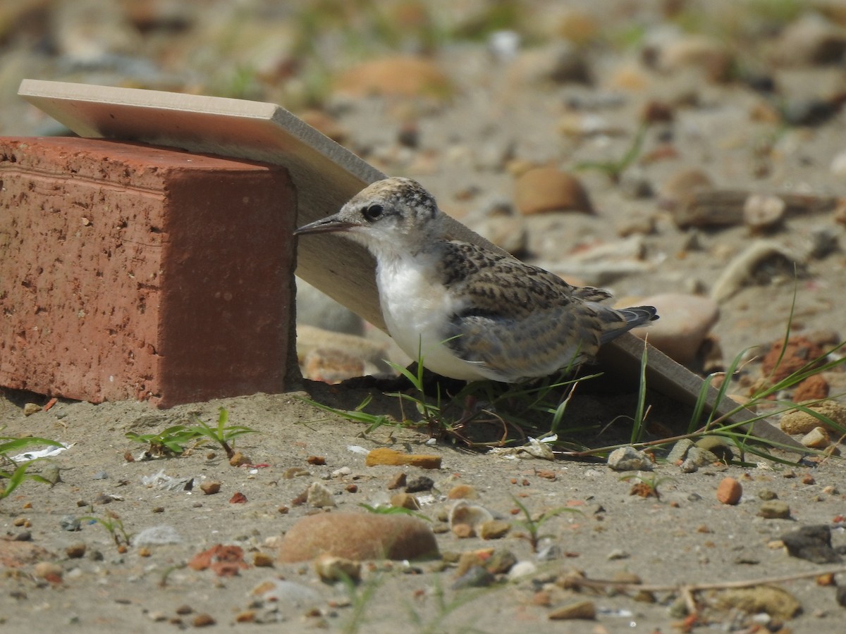 Little Tern - ML510897661