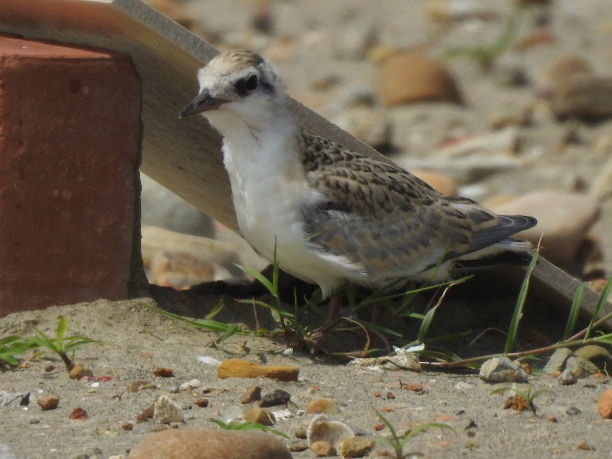 Little Tern - ML510897681