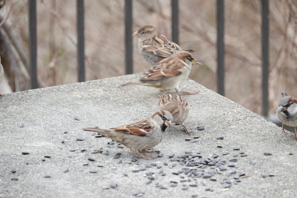 イエスズメ - ML510898221