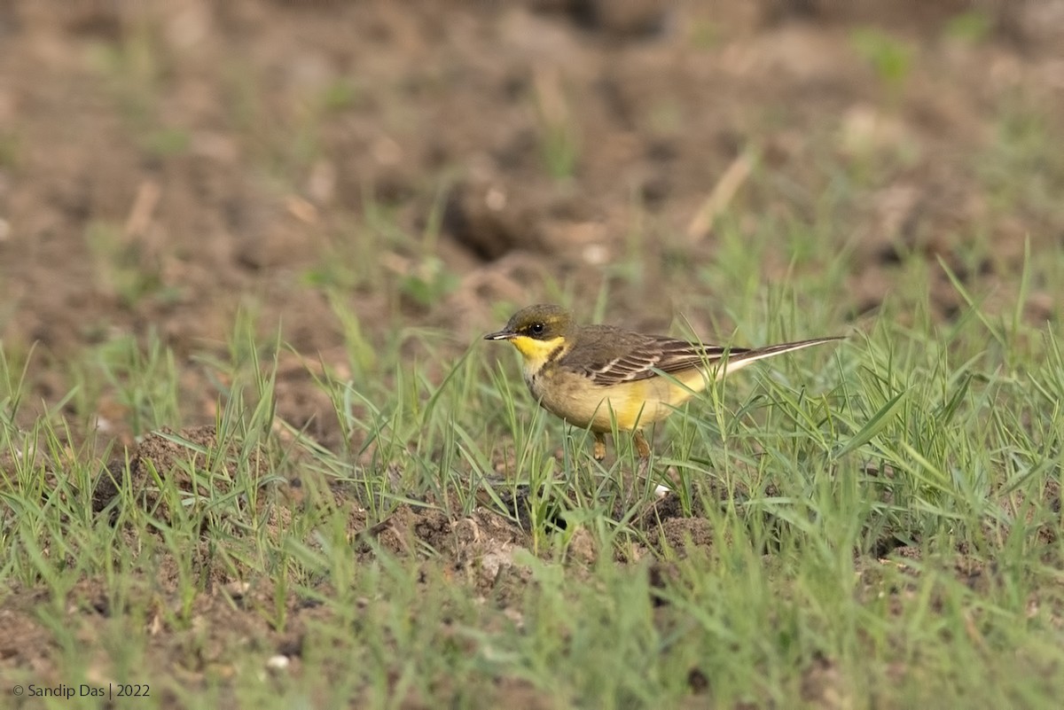 Eastern Yellow Wagtail - Sandip Das