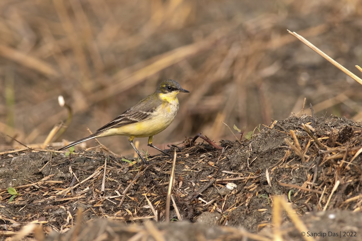 Eastern Yellow Wagtail - Sandip Das