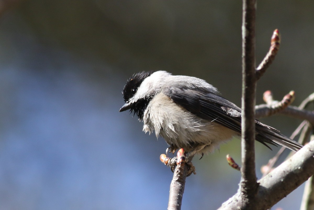 Carolina Chickadee - ML51089921